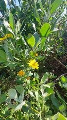 Osteospermum moniliferum