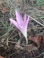 Colchicum lusitanum