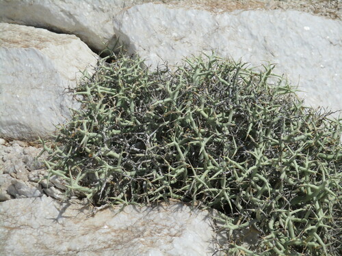 Image of Euphorbia lignosa by no rights reserved