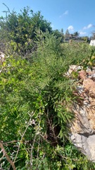 Asparagus rubicundus