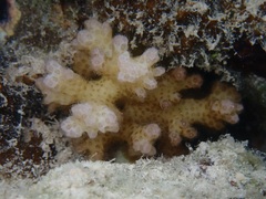 Pocillopora