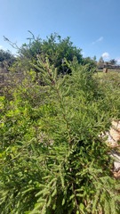 Asparagus rubicundus