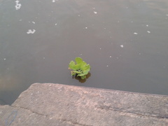 Pistia