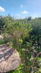 Salvia chamelaeagnea