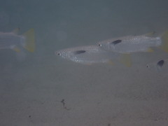 Ellochelon vaigiensis