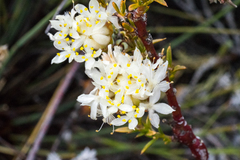 Lachnaea naviculifolia