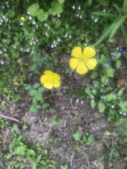 Ranunculus