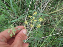 Foeniculum