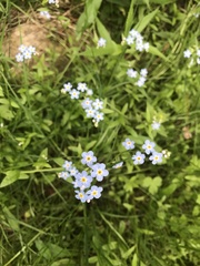 Myosotis