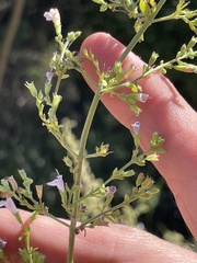 Clinopodium nepeta