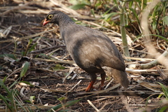 Pternistis adspersus