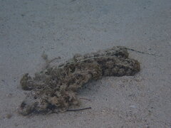 Fistularia commersonii