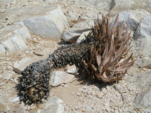 Image of Aloe asperifolia by no rights reserved