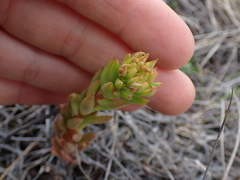 Sedum lanceolatum