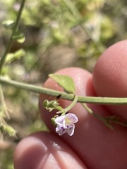 Clinopodium nepeta