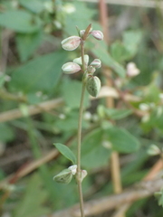 Fallopia convolvulus