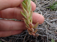 Sedum lanceolatum