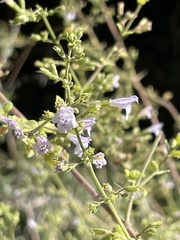 Clinopodium nepeta