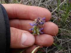 Penstemon procerus