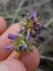 Penstemon procerus