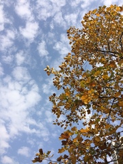 Liriodendron × sinoamericanum