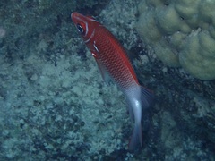 Sargocentron caudimaculatum