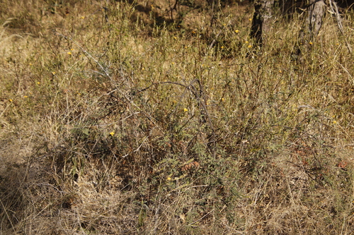 Image of Barleria senensis by (c) Tony Rebelo, some rights reserved (CC BY-SA)