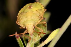 Carpocorini