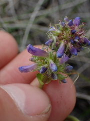 Penstemon procerus