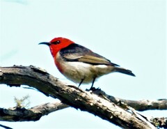 Myzomela sanguinolenta
