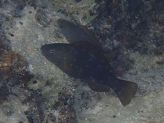 Chlorurus spilurus