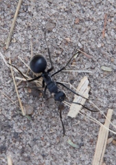 Polyrhachis schistacea