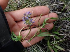 Penstemon procerus