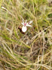 Burchardia umbellata