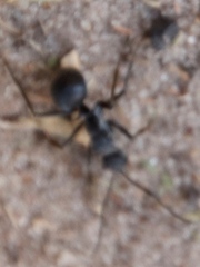 Polyrhachis schistacea