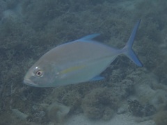 Ferdauia orthogrammus