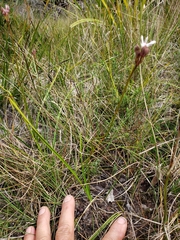 Burchardia umbellata