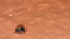 Bruchinae