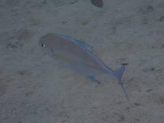 Ferdauia orthogrammus