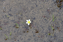 Ranunculus trichophyllus