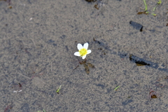 Ranunculus trichophyllus