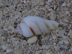 Gibberulus gibberulus