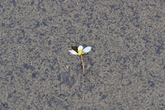 Ranunculus trichophyllus