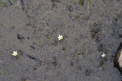 Ranunculus trichophyllus