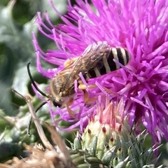 Halictus