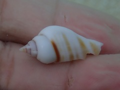 Gibberulus gibberulus