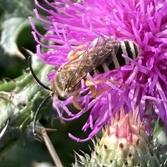 Halictus