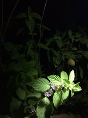 Mentha