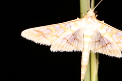 Epipagis fenestralis