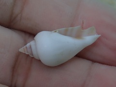 Gibberulus gibberulus